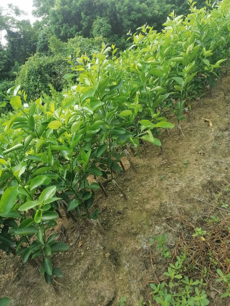 无籽青柠檬苗