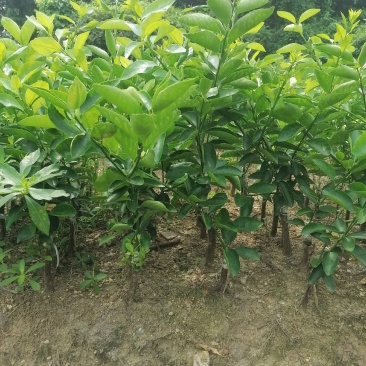 无籽青柠檬苗