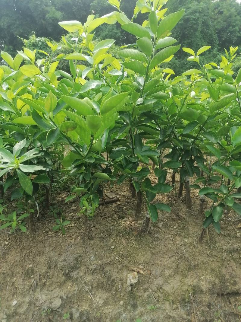 无籽青柠檬苗