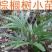老人葵棕榈80~100厘米根部根须充足以定植花苞可食用