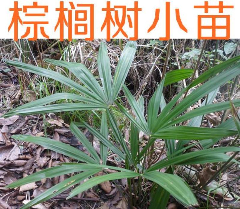 老人葵棕榈80~100厘米根部根须充足以定植花苞可食用