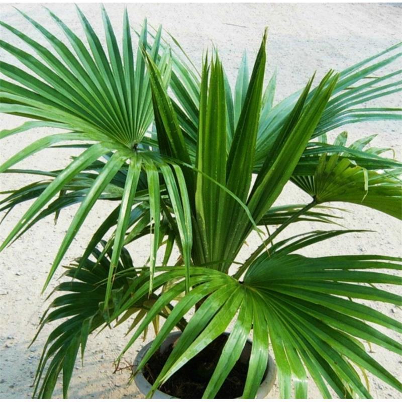 老人葵棕榈80~100厘米根部根须充足以定植花苞可食用