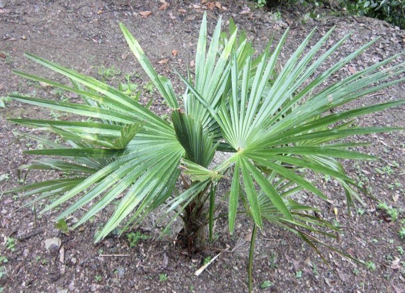 老人葵棕榈80~100厘米根部根须充足以定植花苞可食用