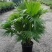 老人葵棕榈80~100厘米根部根须充足以定植花苞可食用