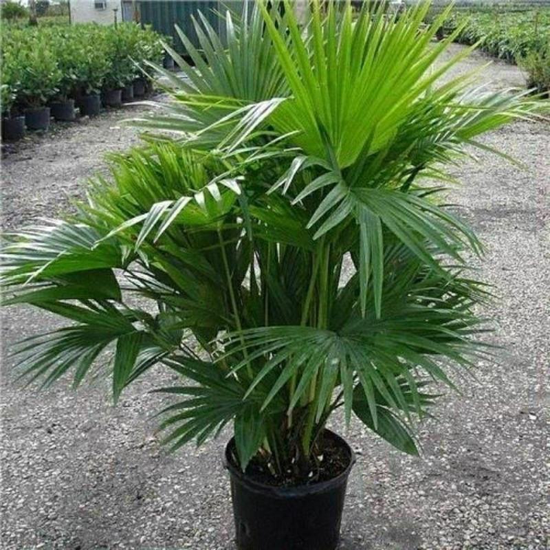 老人葵棕榈80~100厘米根部根须充足以定植花苞可食用