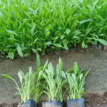 金鸡菊