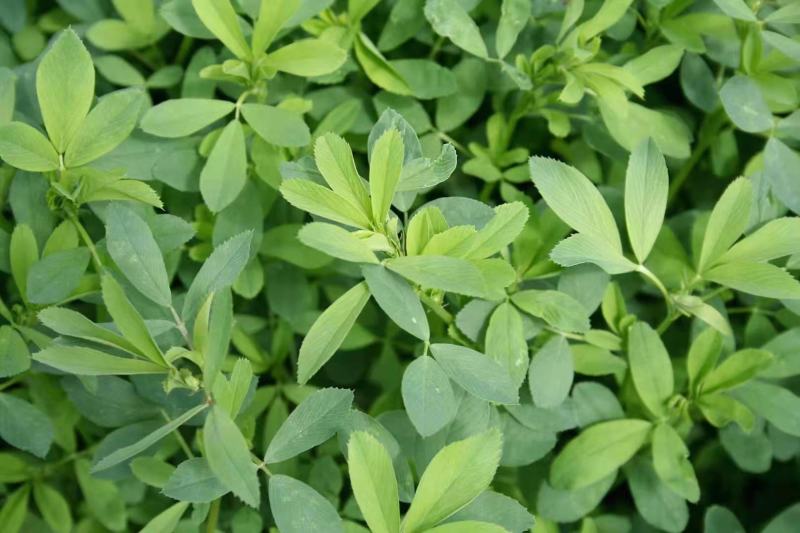 三得利紫花苜蓿种子进口原装正品大叶苜蓿品种高蛋白品种
