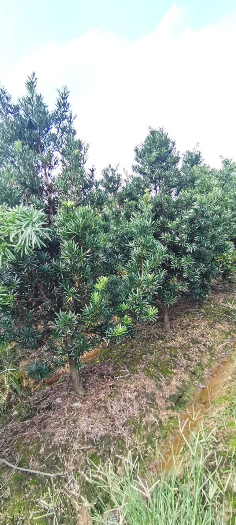 大量供应5公分罗汉松，1-10公分罗汉松大量供应
