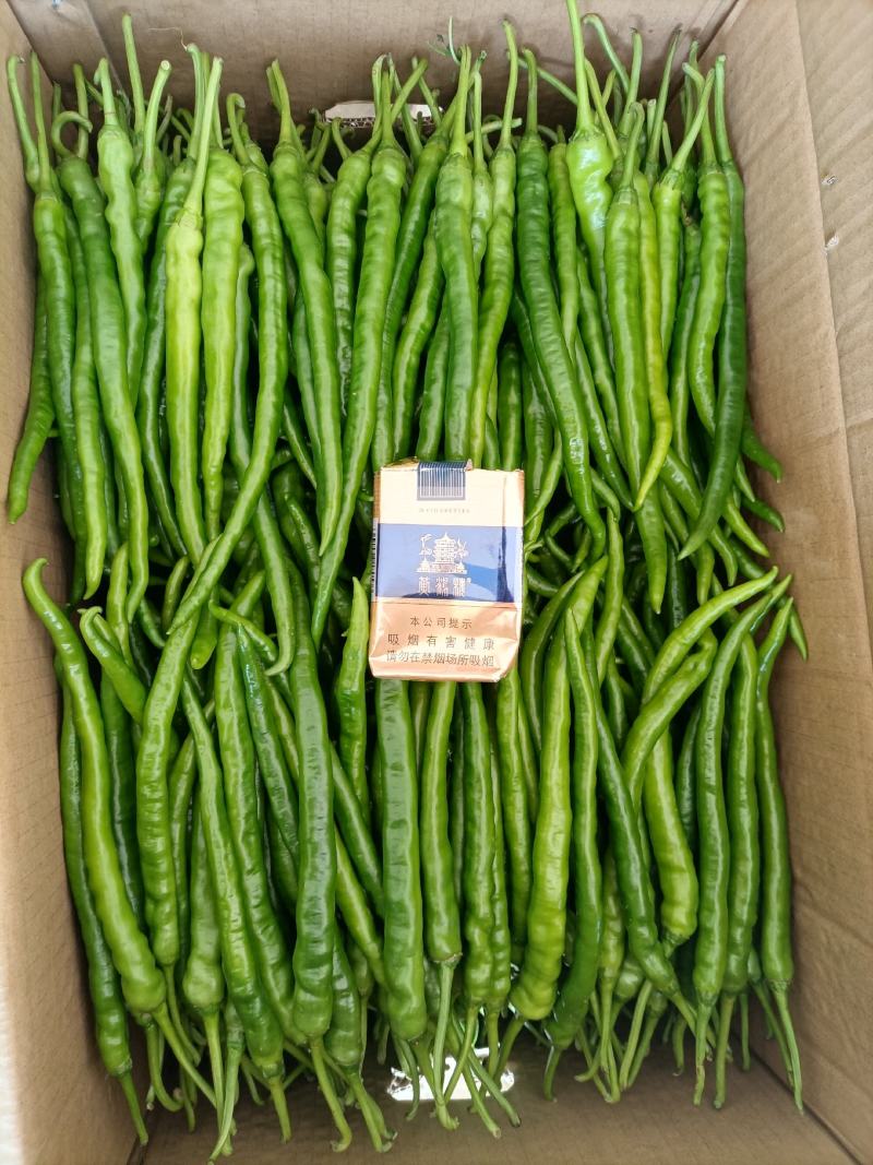 高山辣椒精品二荆条，产自于湖北恩施利川，也称之为富硒辣椒
