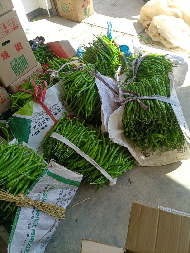 高山辣椒精品二荆条，产自于湖北恩施利川，也称之为富硒辣椒