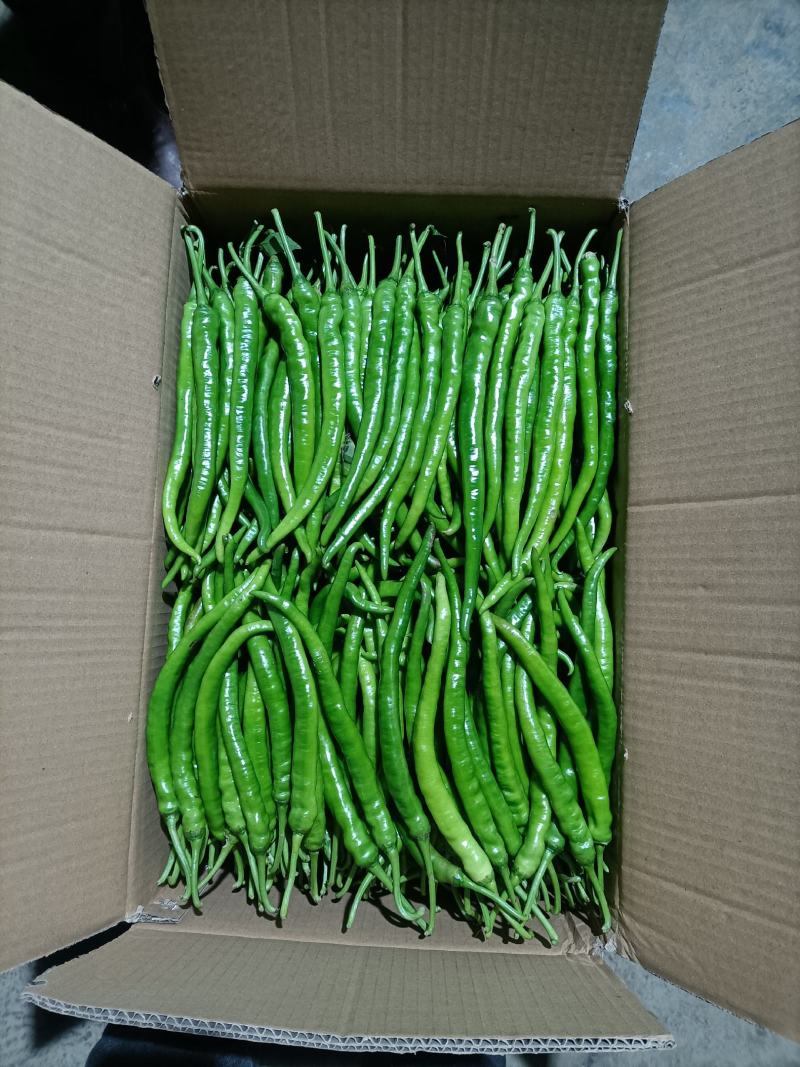 高山辣椒精品二荆条，产自于湖北恩施利川，也称之为富硒辣椒