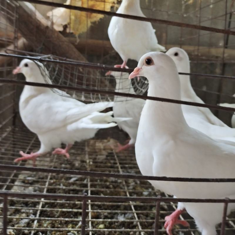 精品乳鸽价格下调，大量批发厂家直供量大从优