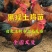 (纯良)黑瑶鸡苗包活到家,出厂24小时疫苗全国发货