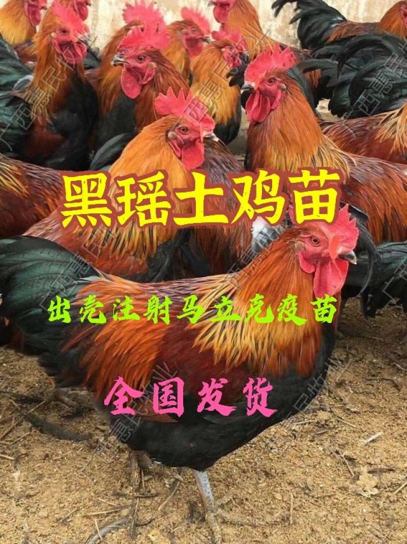 (纯良)黑瑶鸡苗包活到家，出厂24小时疫苗全国发货