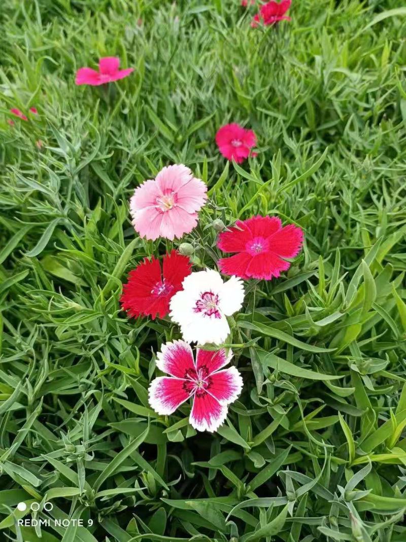 五彩石竹苗，一手货源，基地发货，真实可靠，成活率高