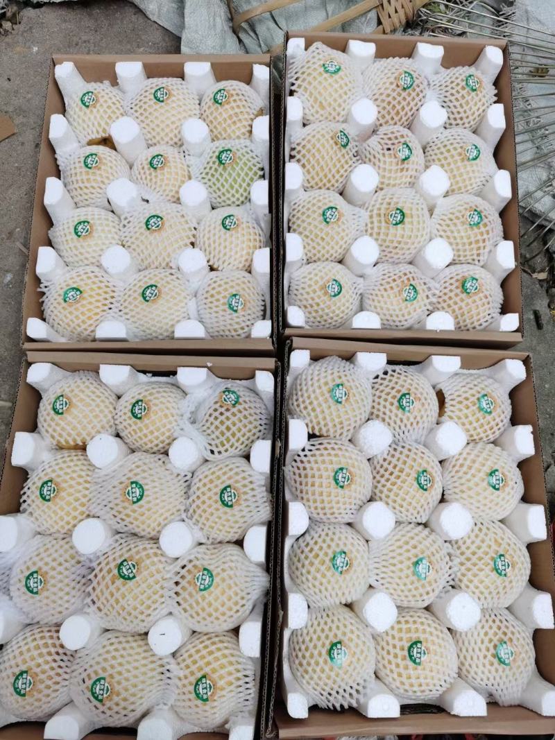 黄金梨准备开园一级精品果量大从优，博望坡黄金梨包邮