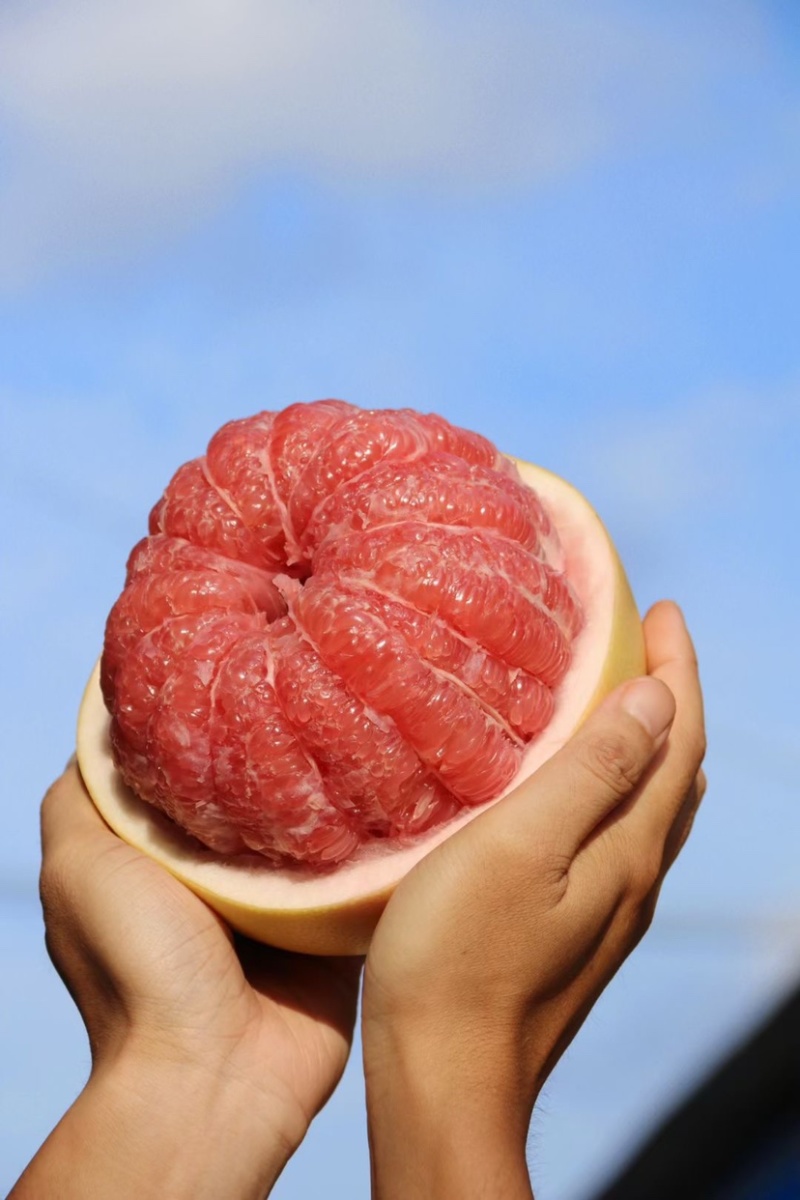 海南红心♥️蜜柚。肉质饱满多汁，甜度刚刚好。来吧！
