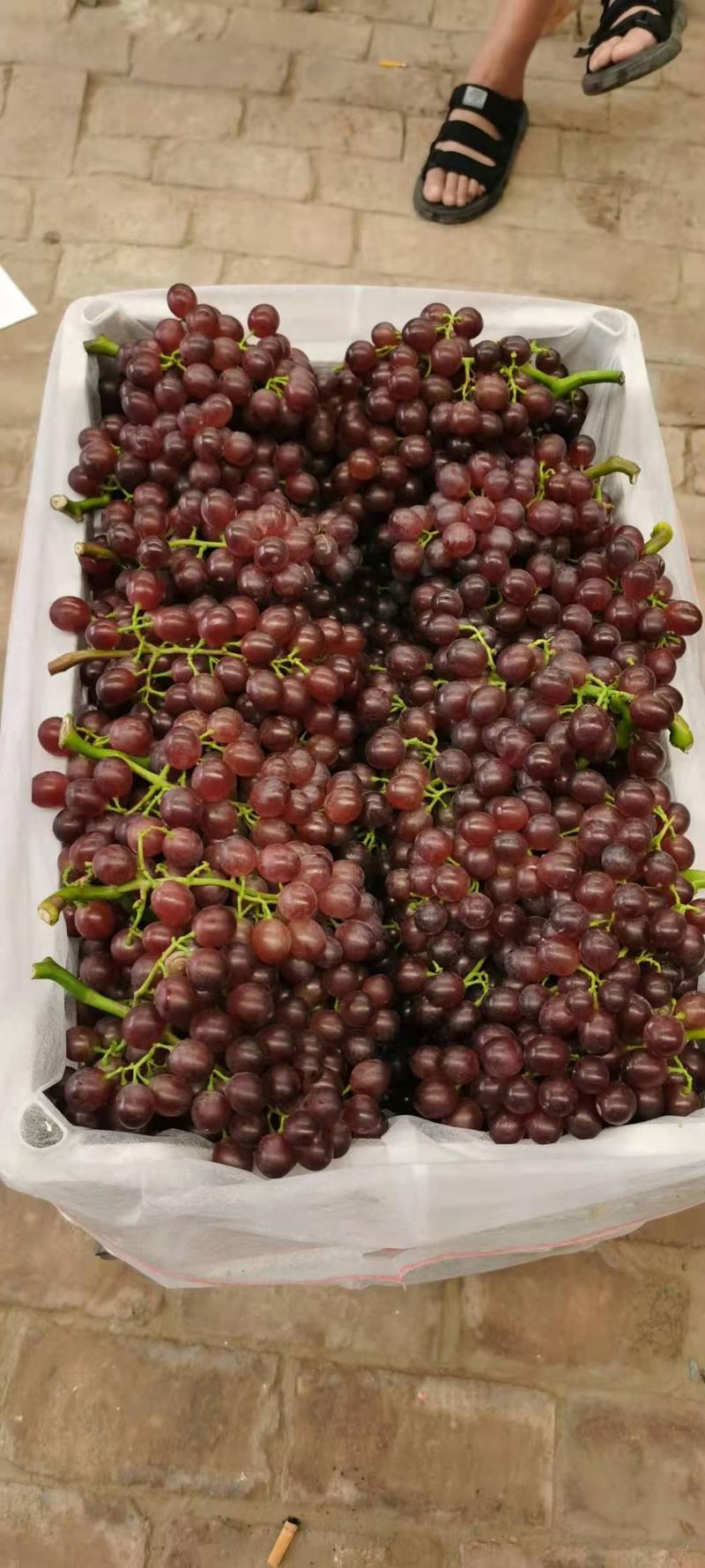 红宝石葡萄威县精品红宝石葡萄产地直供货好价美
