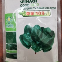 中菠109菠菜种子，耐热耐寒耐抽苔