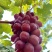 卖葡萄的，卖葡萄喽，需要买多少老板联系我，