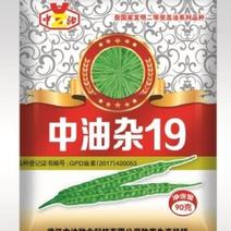 中油杂19号油菜种子抗倒抗病出油率较高的品种国审品种