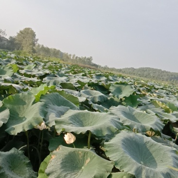 大量批发新鲜莲藕