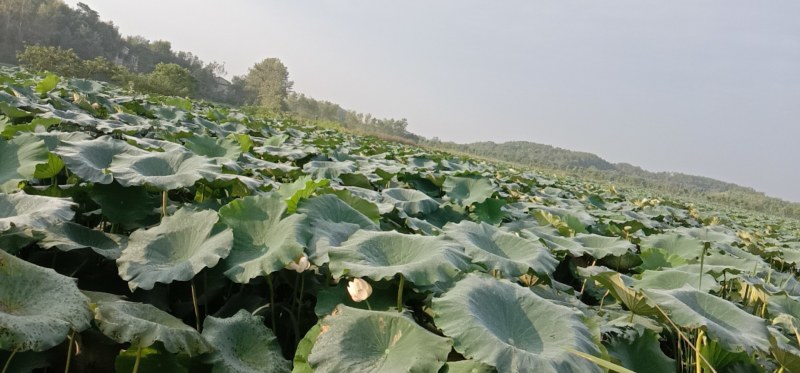 大量批发新鲜莲藕