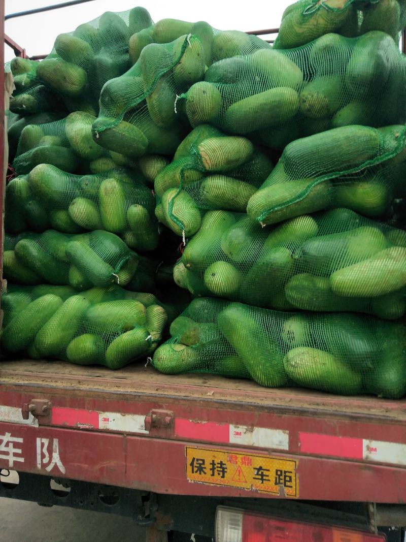 冬瓜绿皮小冬瓜大量供应有多种蔬菜配车