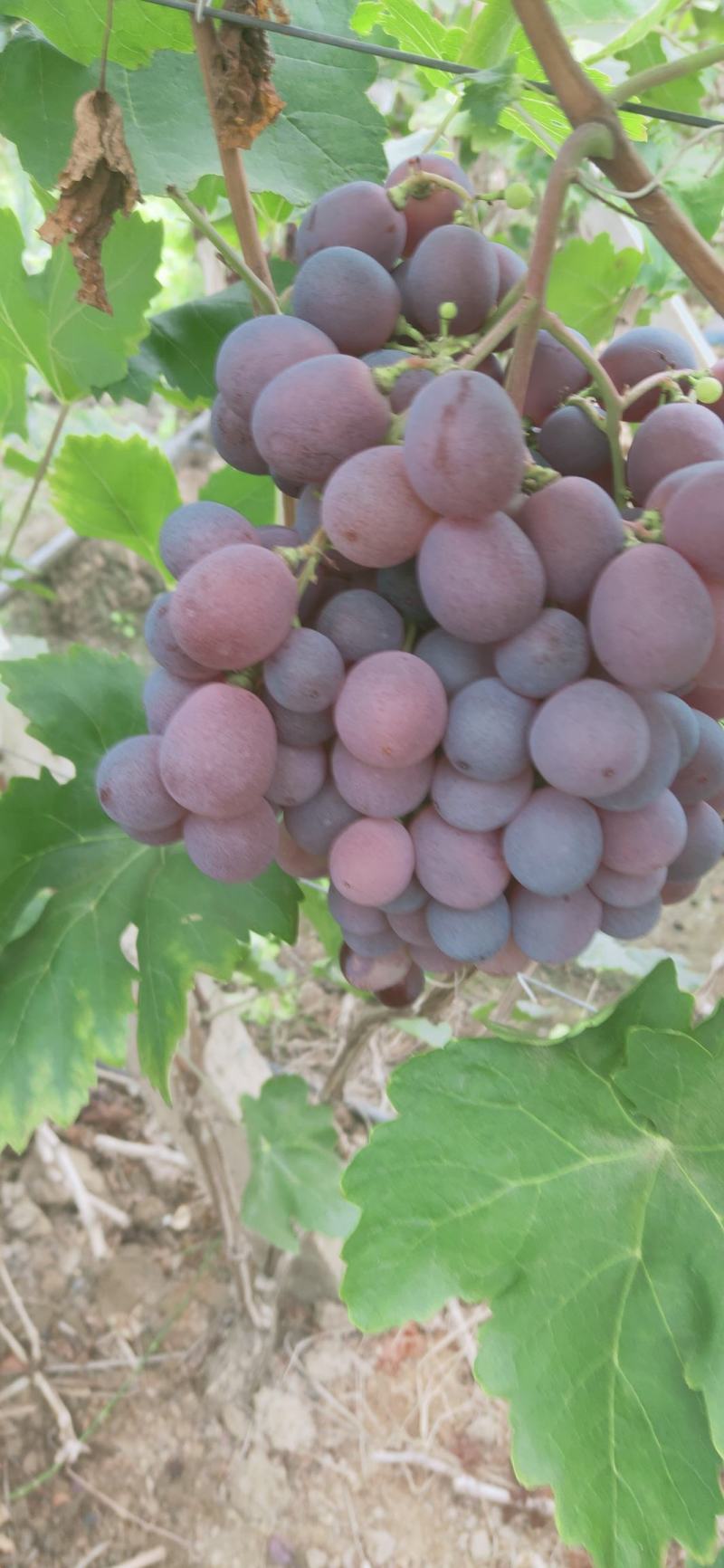 红提青提克仑生，红提精品葡萄基地直供欢迎订购