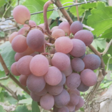 红提青提克仑生，红提精品葡萄基地直供欢迎订购
