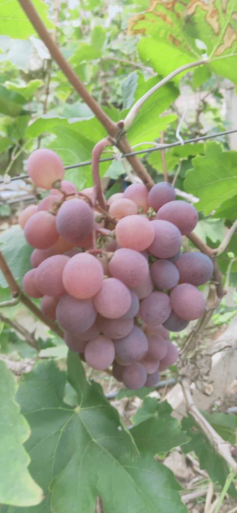 红提青提克仑生，红提精品葡萄基地直供欢迎订购