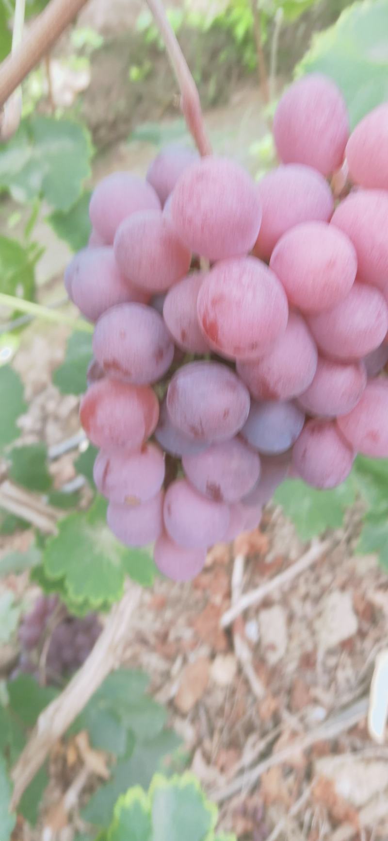红提青提克仑生，红提精品葡萄基地直供欢迎订购