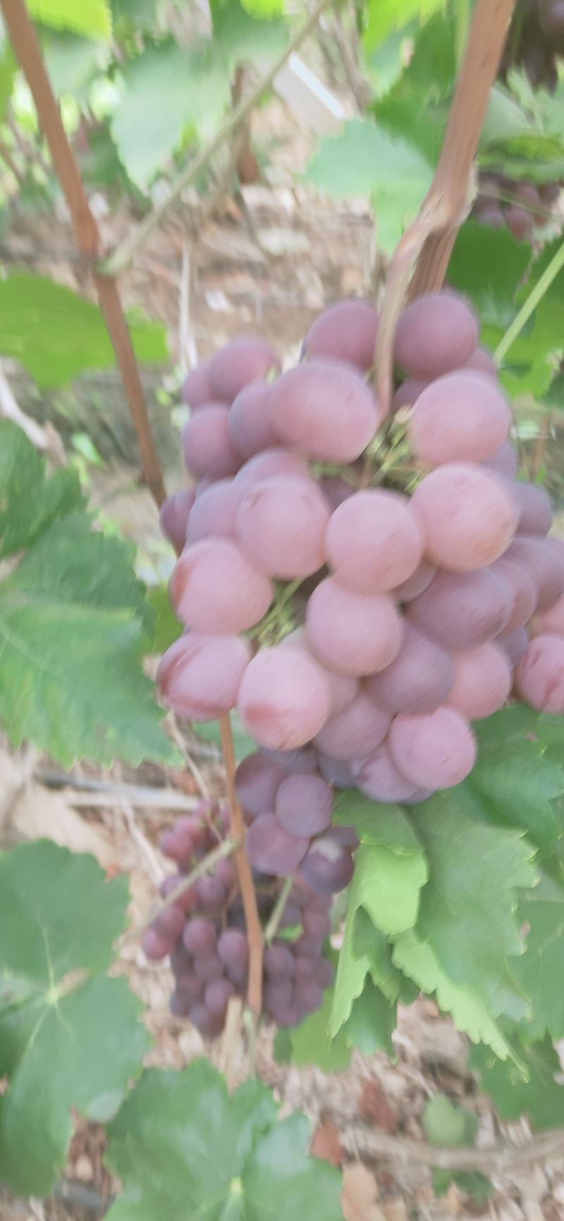 红提青提克仑生，红提精品葡萄基地直供欢迎订购