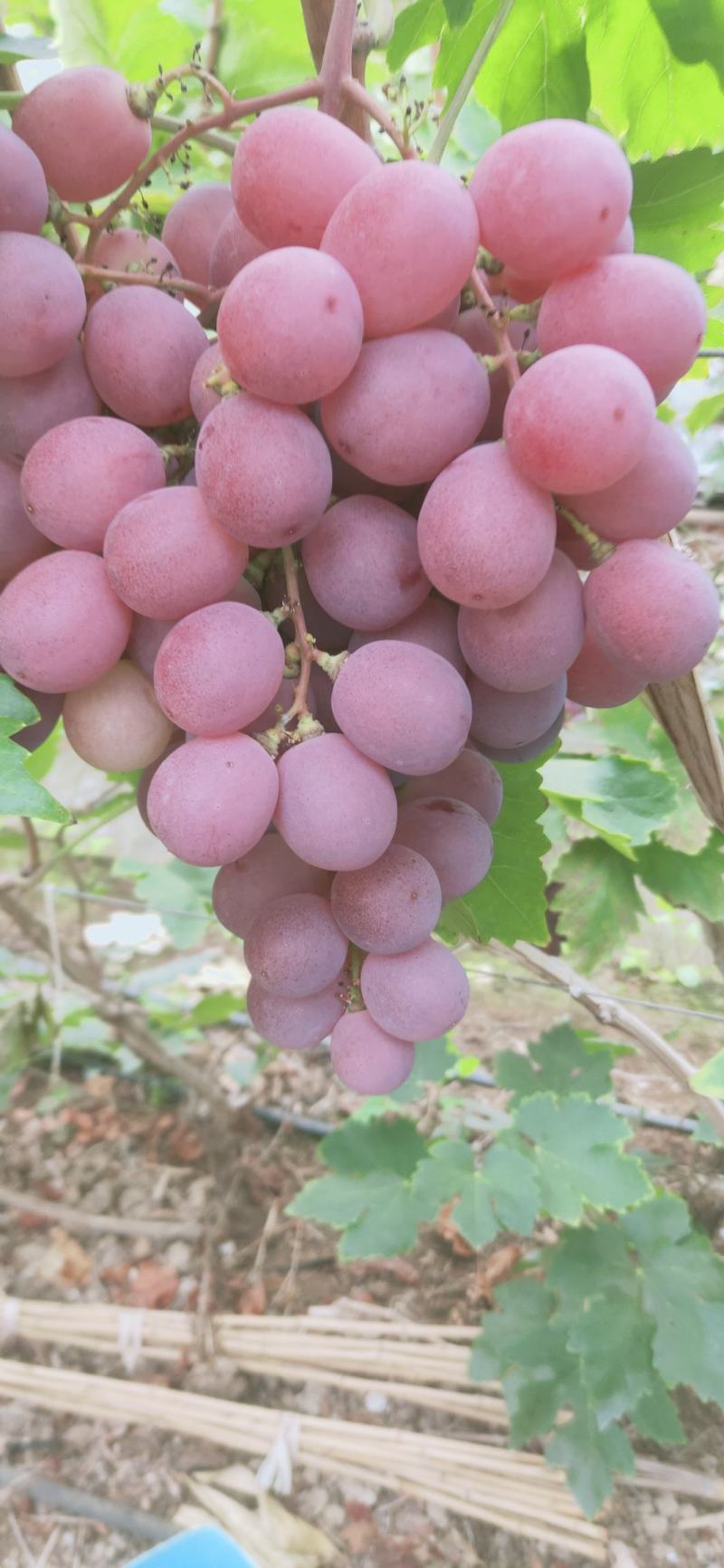 红提青提克仑生，红提精品葡萄基地直供欢迎订购