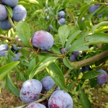 大量有货脆红李