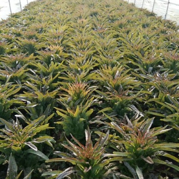 紫叶莴苣：基地直供-视频看货-量大从优。