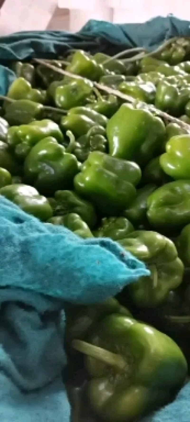 薄皮圆椒大量上市！！！对接市场电商诚信为本欢迎咨询