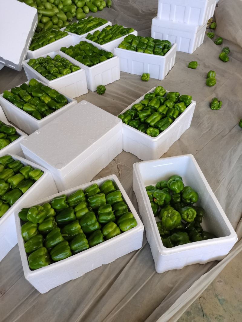 薄皮圆椒大量上市！！！对接市场电商诚信为本欢迎咨询