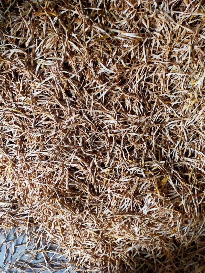 甘肃庆阳二零二四年干黄花菜，规格齐全，全国发货，欢迎咨询