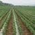 甘肃线椒鲜辣椒甘肃种植基地物鲜辣椒质美价廉保质保量