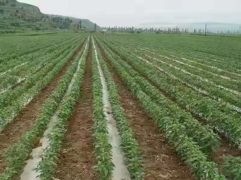 甘肃线椒鲜辣椒甘肃种植基地物鲜辣椒质美价廉保质保量