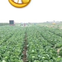 甘蓝绿甘蓝