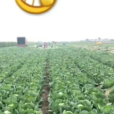 甘蓝绿甘蓝