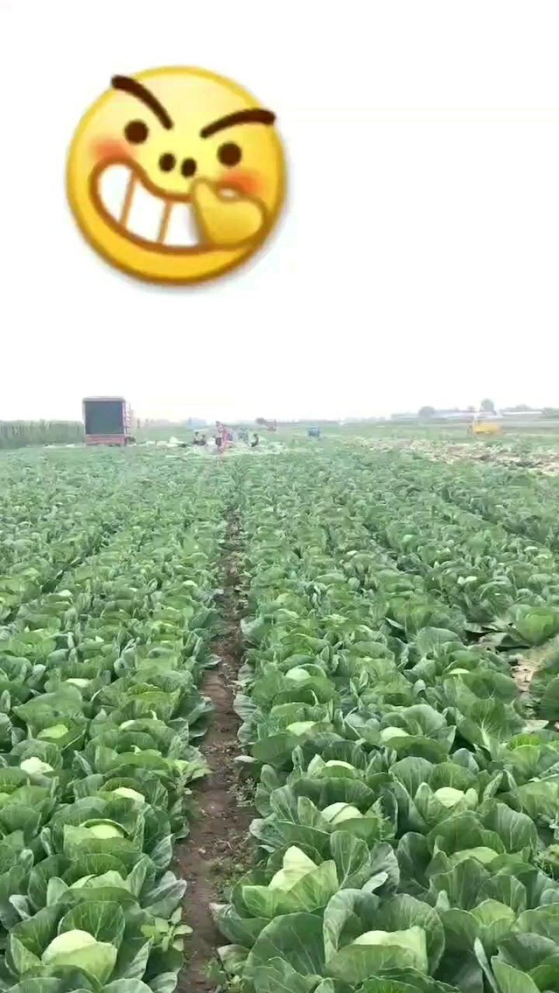 甘蓝绿甘蓝
