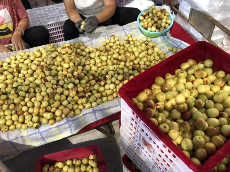 陕西大荔冬枣脆甜鲜枣，支持物流空运落地配，整车集采