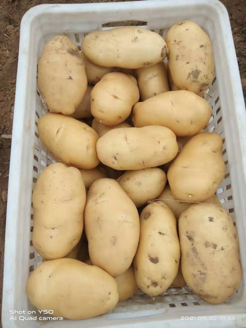 土豆黄心土豆大量供应质优价廉欢迎各位客商选购