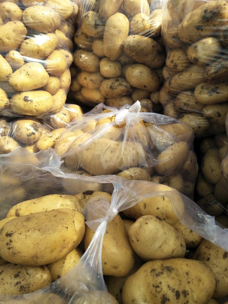 土豆黄心土豆大量供应质优价廉欢迎各位客商选购