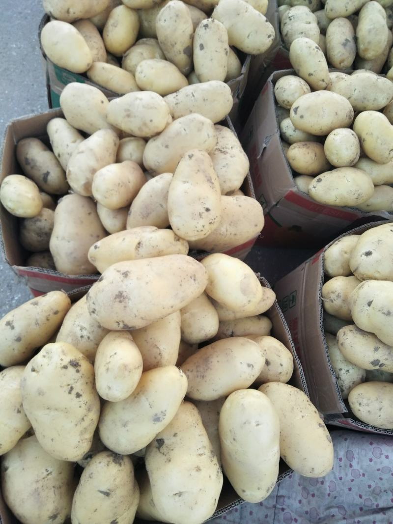 土豆黄心土豆大量供应质优价廉欢迎各位客商选购