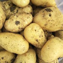土豆黄心土豆大量供应质优价廉欢迎各位客商选购