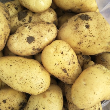 土豆黄心土豆大量供应质优价廉欢迎各位客商选购